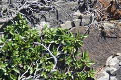 Rhamnus depressa