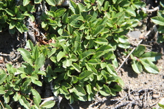 Rhamnus depressa