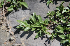 Rhamnus depressa