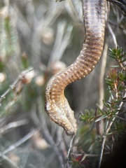 Vipera berus berus