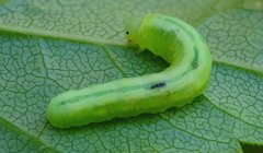 Tomostethus nigritus