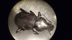 Calosoma laeve