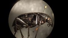 Calosoma laeve