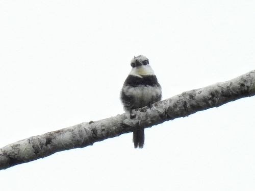 White-necked Puffbird (Notharchus hyperrhynchus)