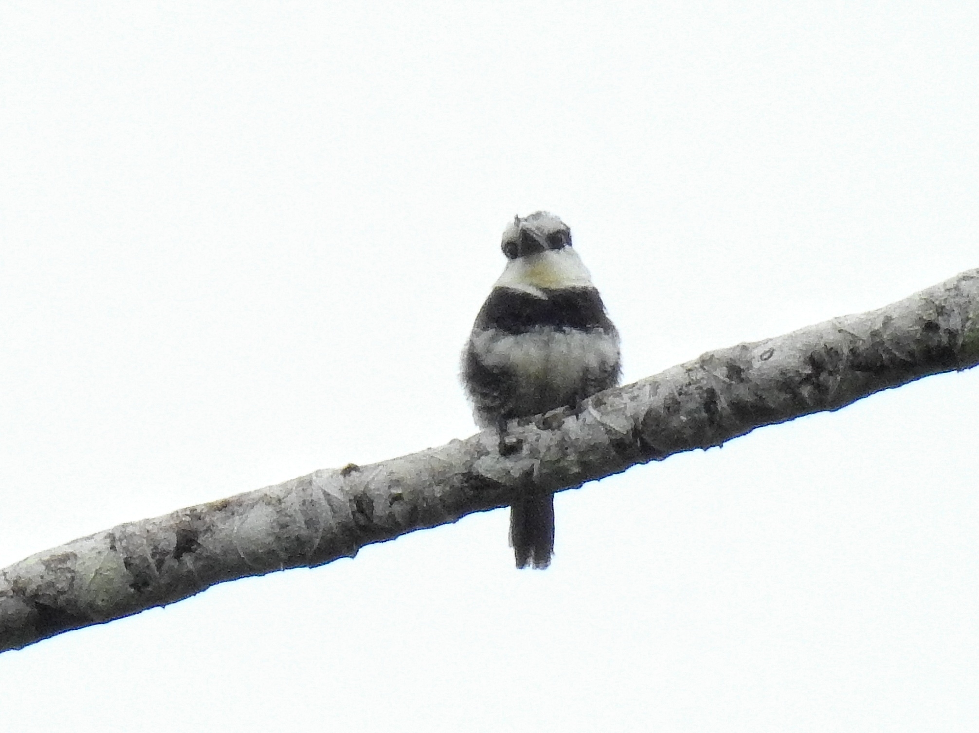 White-necked Puffbird illustration