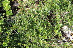 Rhamnus erythroxyloides