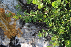 Rhamnus erythroxyloides
