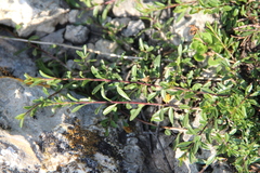 Rhamnus erythroxyloides