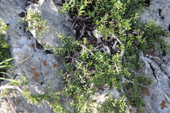 Rhamnus erythroxyloides