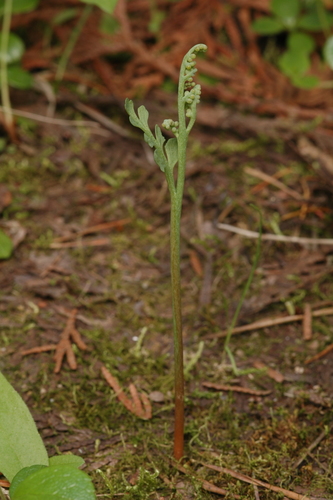 Stalked moonwort (Botrychium pedunculosum)