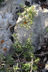 Rhamnus erythroxyloides