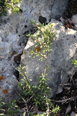 Rhamnus erythroxyloides