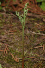 Botrychium pedunculosum