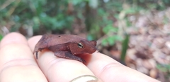 Rhinella margaritifera