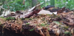 Rhinella margaritifera