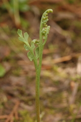 Botrychium pedunculosum
