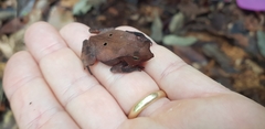 Rhinella margaritifera