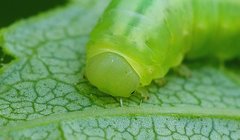 Tomostethus nigritus