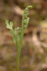 Botrychium pedunculosum