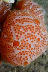 Aplidium elegans