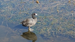 Fulica americana image