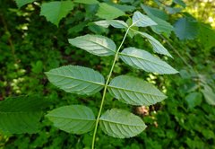 Tomostethus nigritus