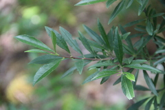 Rhamnus × spathulifolia