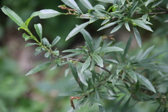 Rhamnus × spathulifolia