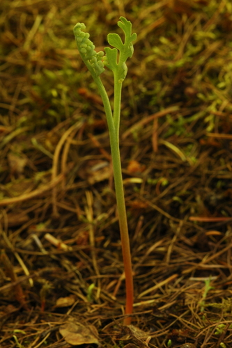 Stalked moonwort (Botrychium pedunculosum)