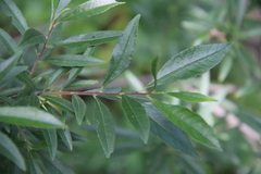 Rhamnus × spathulifolia
