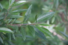 Rhamnus × spathulifolia