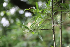Rhamnus × spathulifolia