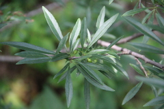 Rhamnus × spathulifolia