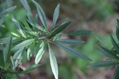 Rhamnus × spathulifolia