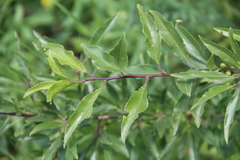 Rhamnus × spathulifolia