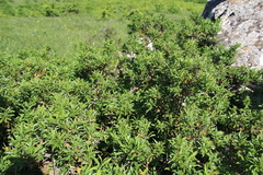 Rhamnus × spathulifolia