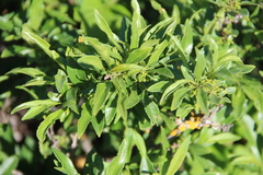 Rhamnus × spathulifolia