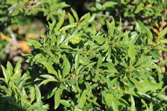 Rhamnus × spathulifolia
