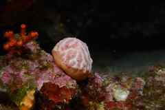Aplidium elegans