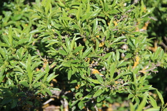 Rhamnus × spathulifolia
