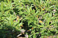 Rhamnus × spathulifolia