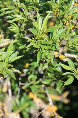 Rhamnus × spathulifolia