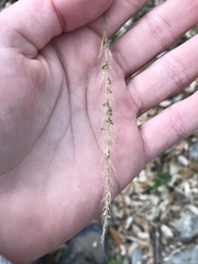 Setaria scheelei