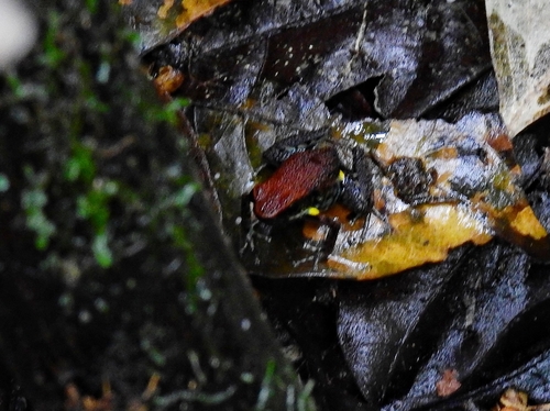 Ecuador Poison Frog, Ameerega bilinguis