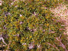 Rhamnus tortuosa