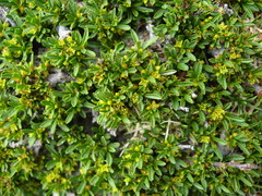 Rhamnus tortuosa