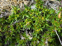 Rhamnus tortuosa