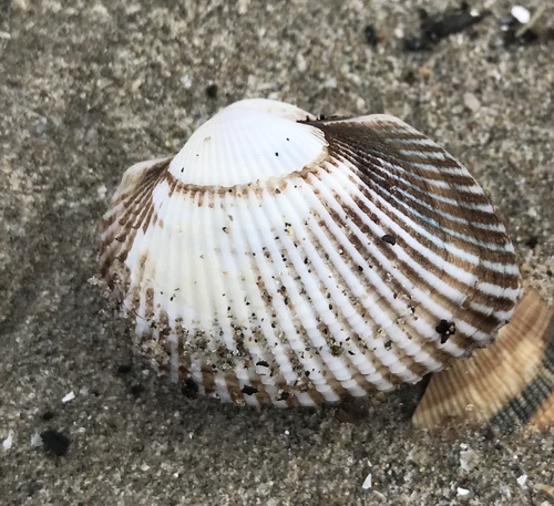 Kagoshima Blood Cockle