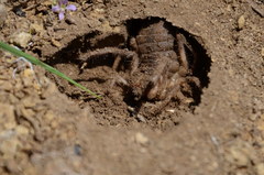 Galeodes araneoides