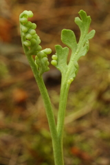 Botrychium pedunculosum